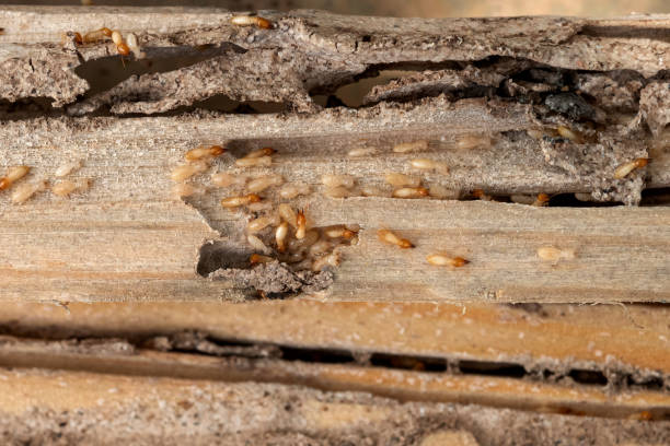 Best Residential Pest Control  in Fisher, IL